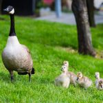 Lake Quannapowitt average monthly goose counts, 2014 - 2023